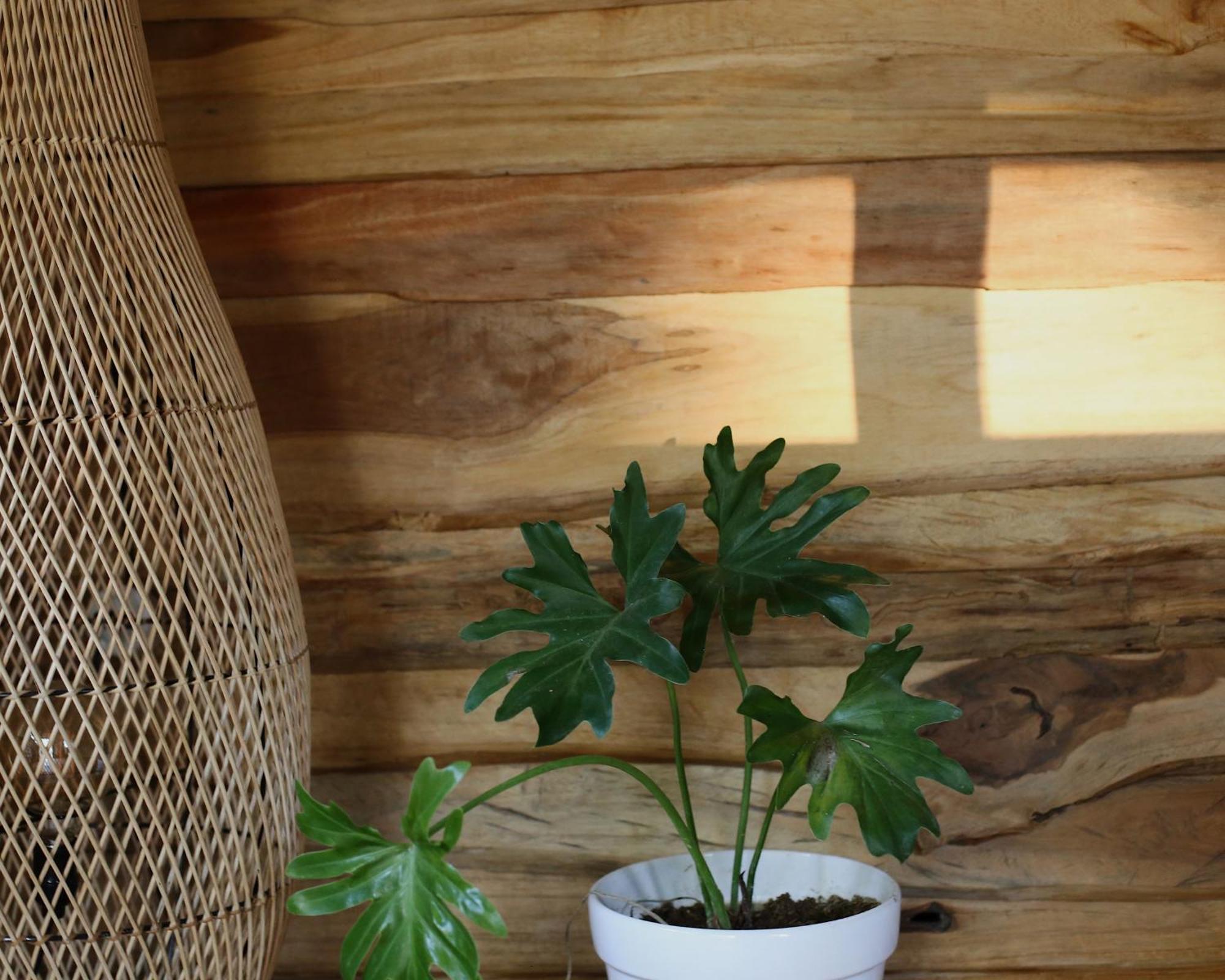 Roots Tree House Villa Uluwatu Rum bild